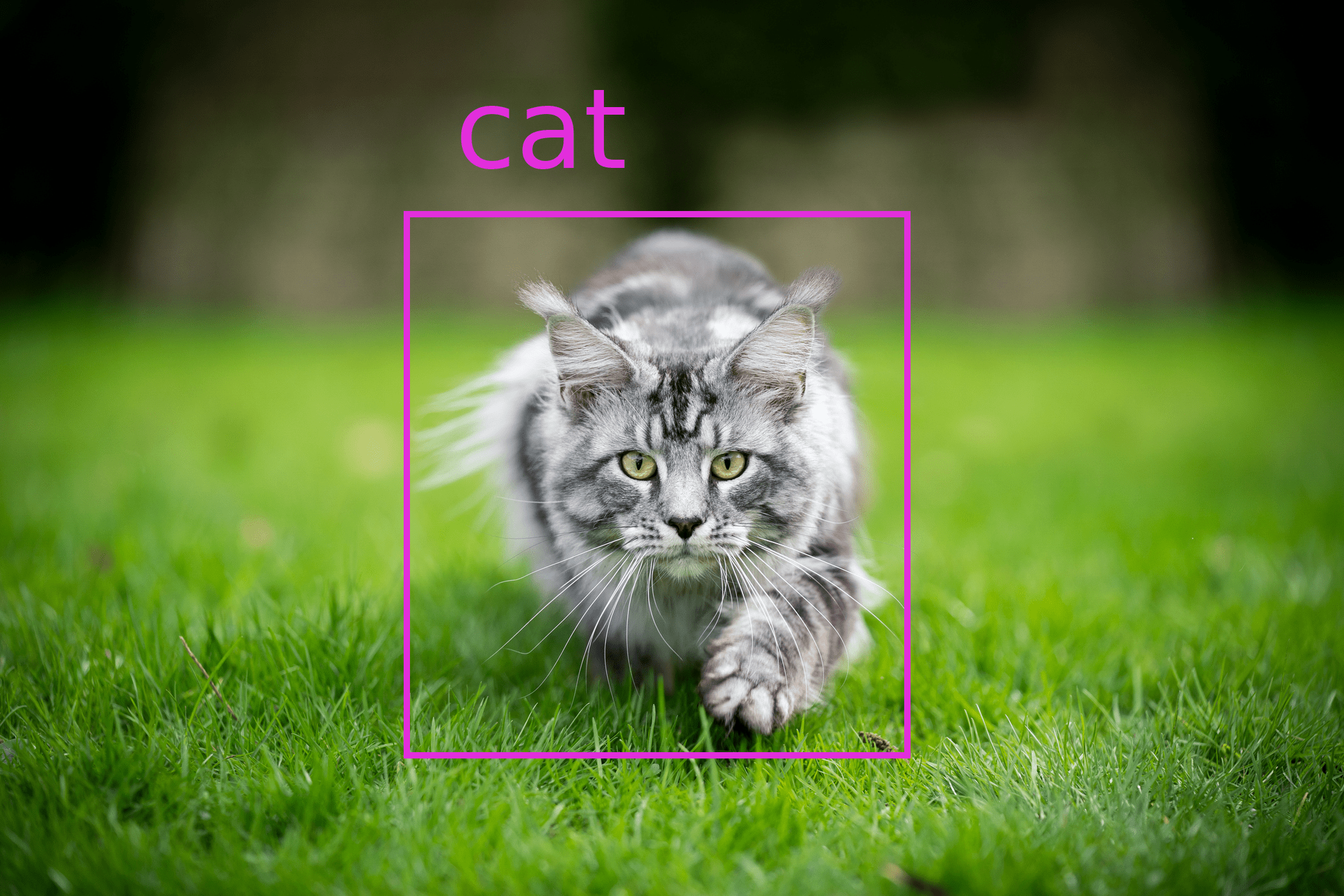 Labeling of a cat in an image